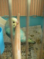 僕ものぼりたい・・・