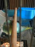 こうもり気分で一休み