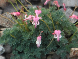 写真：コマクサ