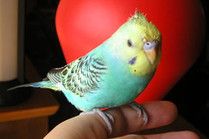 ちょっと水浴びした後