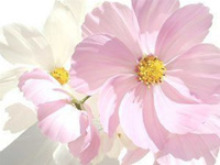 ::: hare's 写真素材 :::